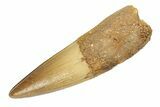 Pristine Fossil Spinosaurus Tooth - Real Dinosaur Tooth #268310-1